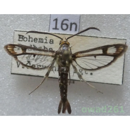 Pyropteron triannuliformis (Freyer, 1843) Czech16n